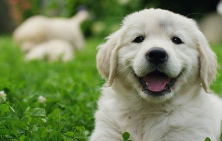 International Dog Day: 7 Ways to Celebrate