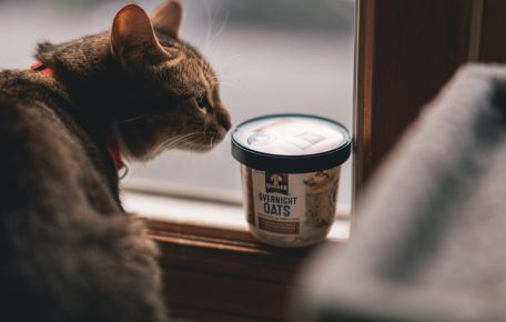 Transform Your Cat's Living Space with DoMyOwn's Top-Notch Equipment